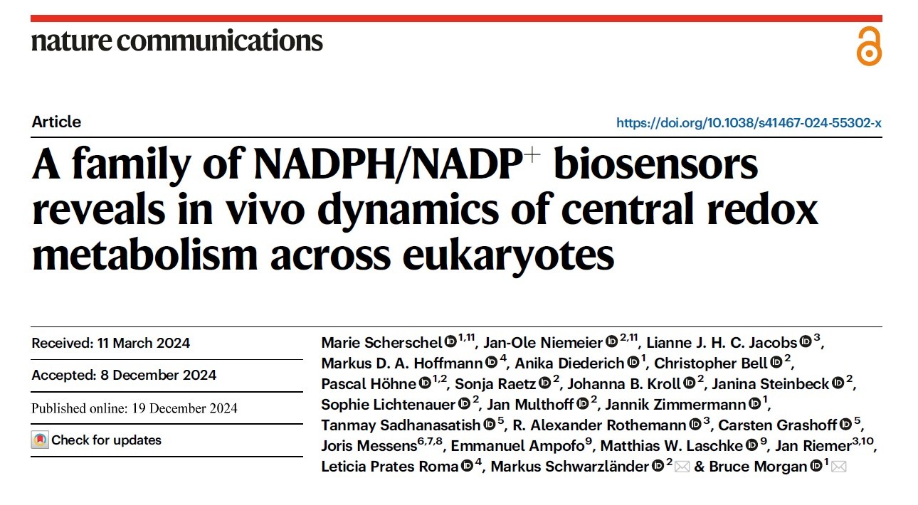 Image for A family of NADPH/NADP+ biosensors reveals in vivo dynamics of central redox metabolism across eukaryotes