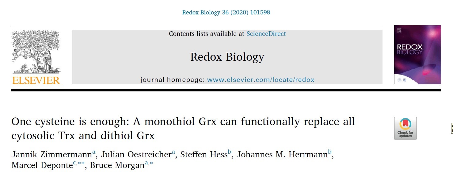 Image for One cysteine is enough: A monothiol Grx can functionally replace all cytosolic Trx and dithiol Grx