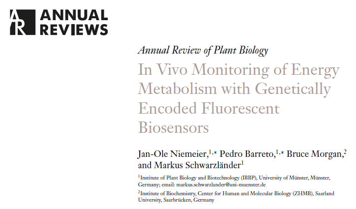 Image for In Vivo Monitoring of Energy Metabolism with Genetically Encoded Fluorescent Biosensors