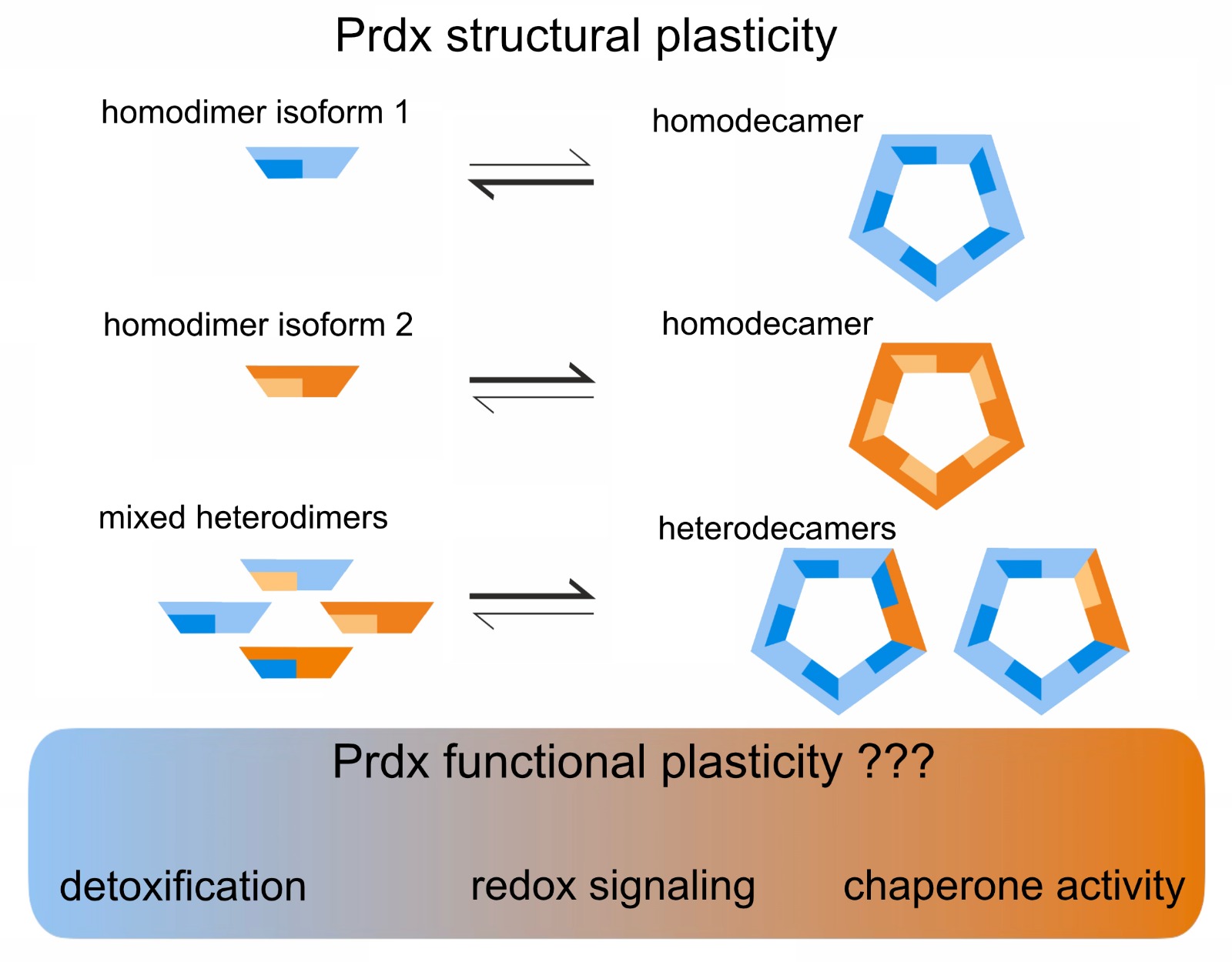 Peroxiredoxin hetero-oligomerisation