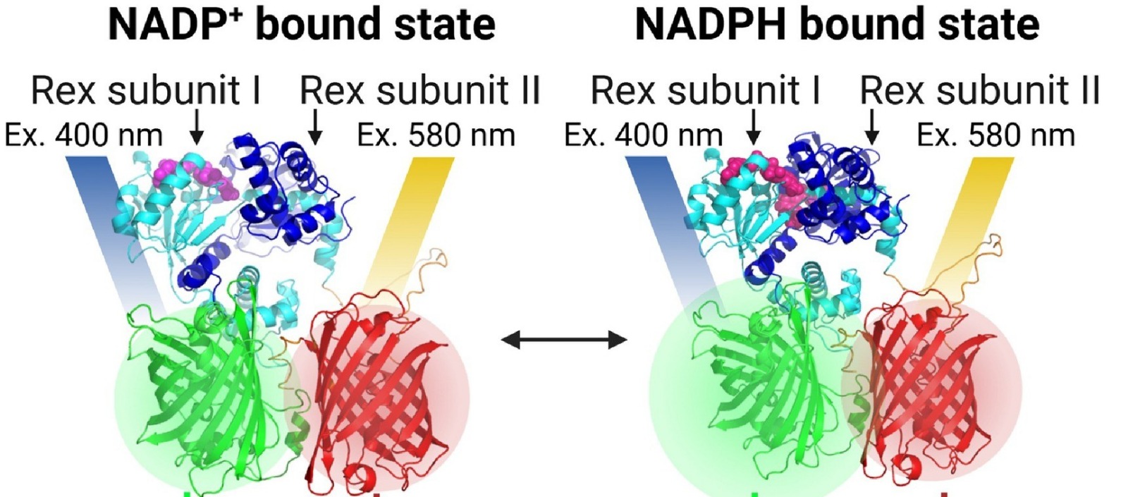 Novel NADP redox sensors